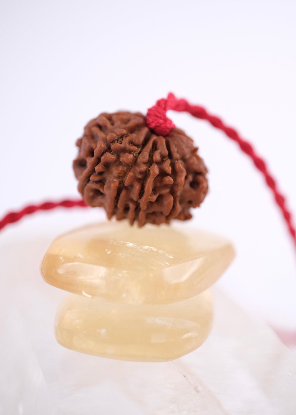 10 Mukhi Collectors Nepal Rudraksha