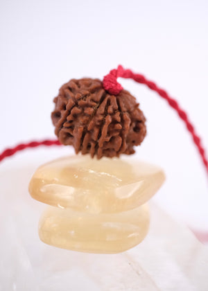 10 Mukhi Collectors Nepal Rudraksha | VISHNU Success & Great Protection