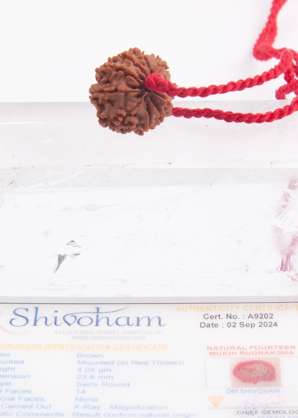 DEV MANI 14 Mukhi Collectors Nepal Rudraksha Pendant | Prosperity in all areas of LIfe