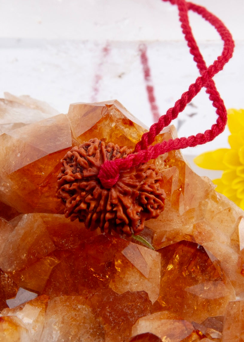 12 Mukhi Collectors Nepal Rudraksha | SURYA Sun, Vital Energy, Strength &amp; Success