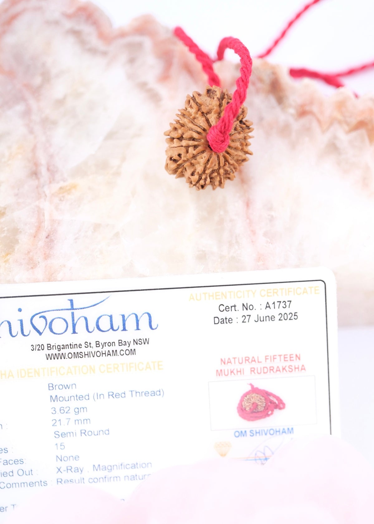 15 Mukhi Collectors Nepal Rudraksha | Anahata Chakra HEART Centre