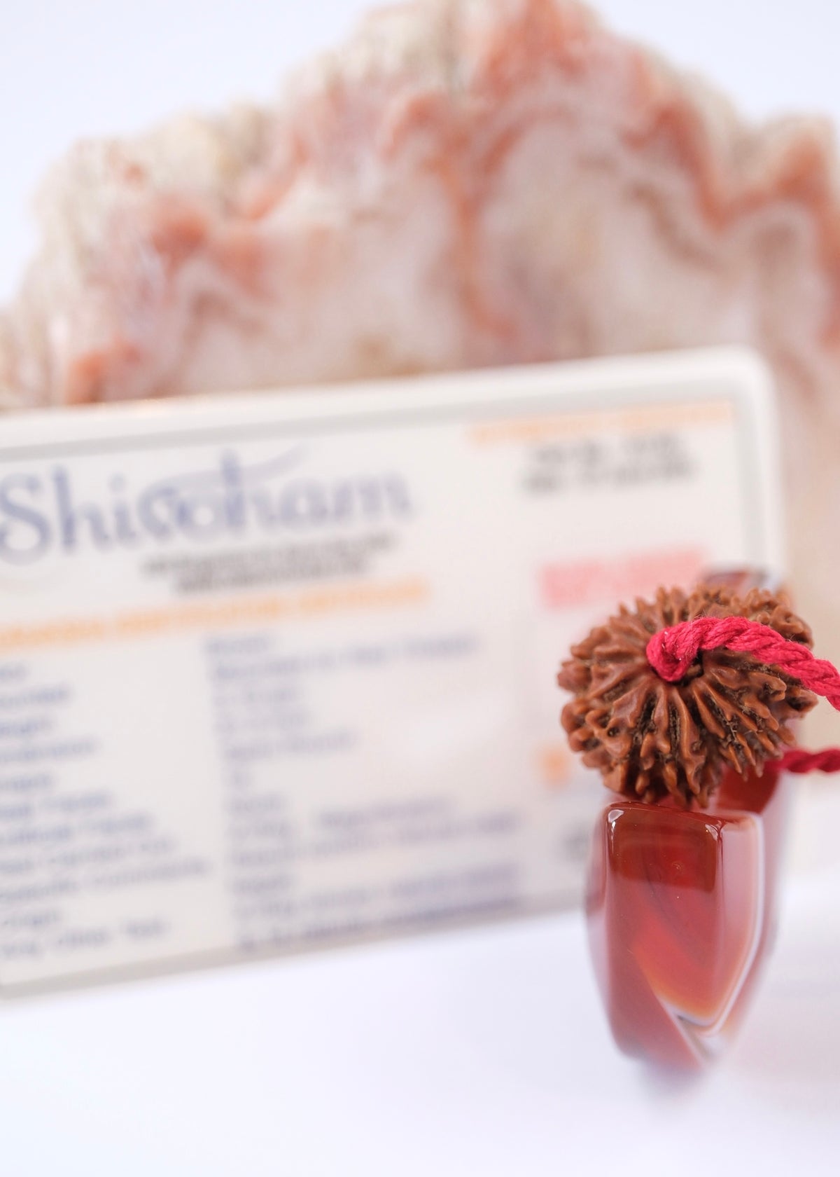 14 Mukhi Collectors Nepal Rudraksha &#39;DEV MANI&#39; Pendant | Prosperity in all areas, Protection SHIVA