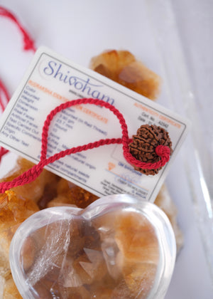 TEN Mukhi Nepal Rudraksha Pendant 'The Shield of Vishnu' | Protector of the Universe ensuring Success & Victory