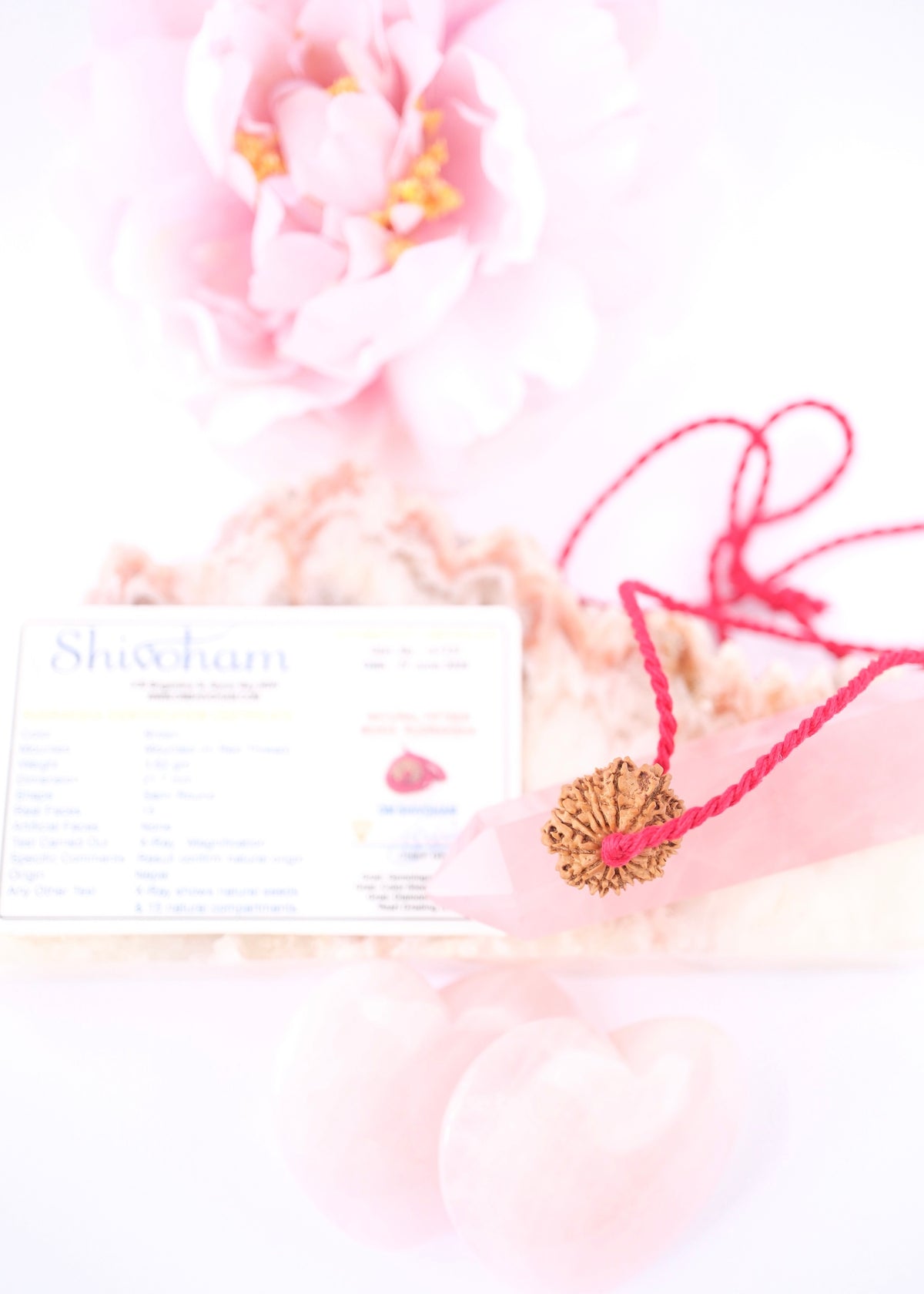 15 Mukhi Collectors Nepal Rudraksha | Anahata Chakra HEART Centre