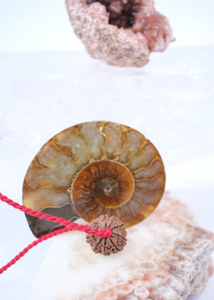 9 Mukhi Collectors Nepal Rudraksha | Goddess Durga | 9 aspects of Divine Mother SHAKTI