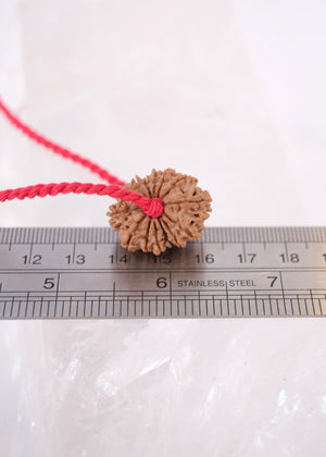 14 Mukhi Collectors Nepal Rudraksha 'DEV MANI' Pendant | Prosperity in all areas, Protection SHIVA