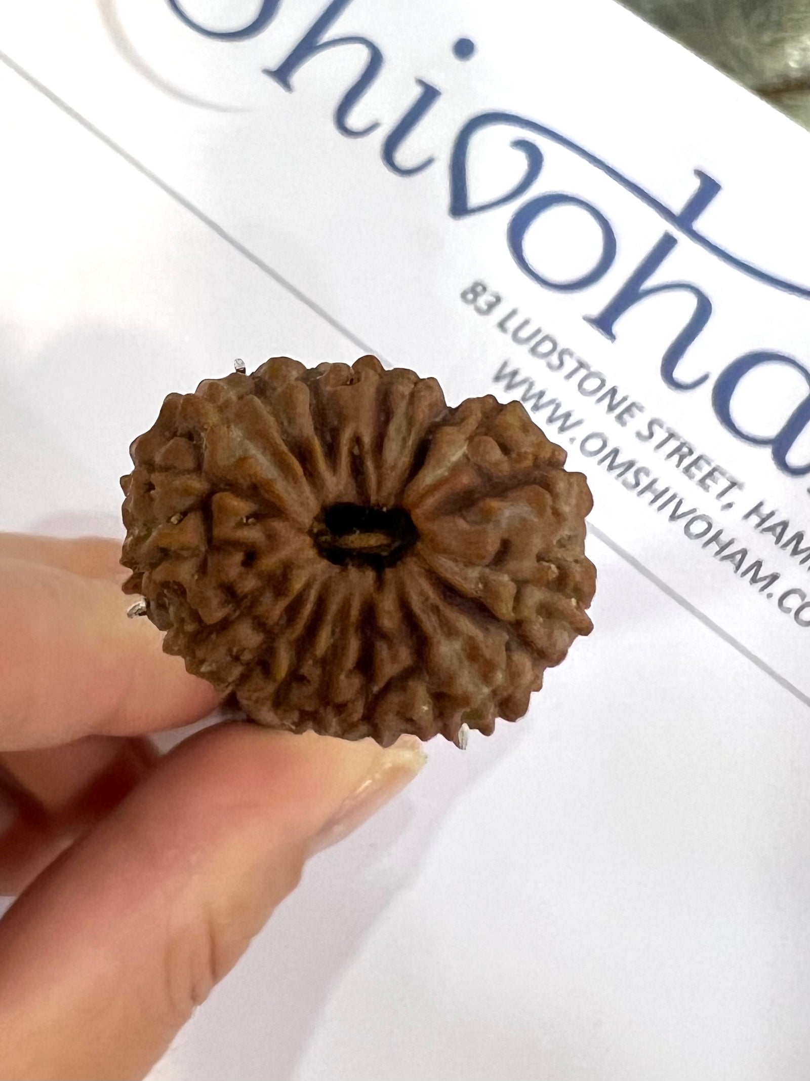 Natural Rudraksha