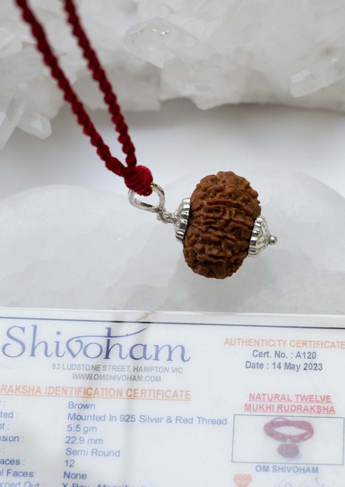 Original 12 Mukhi Rudraksha for Success 