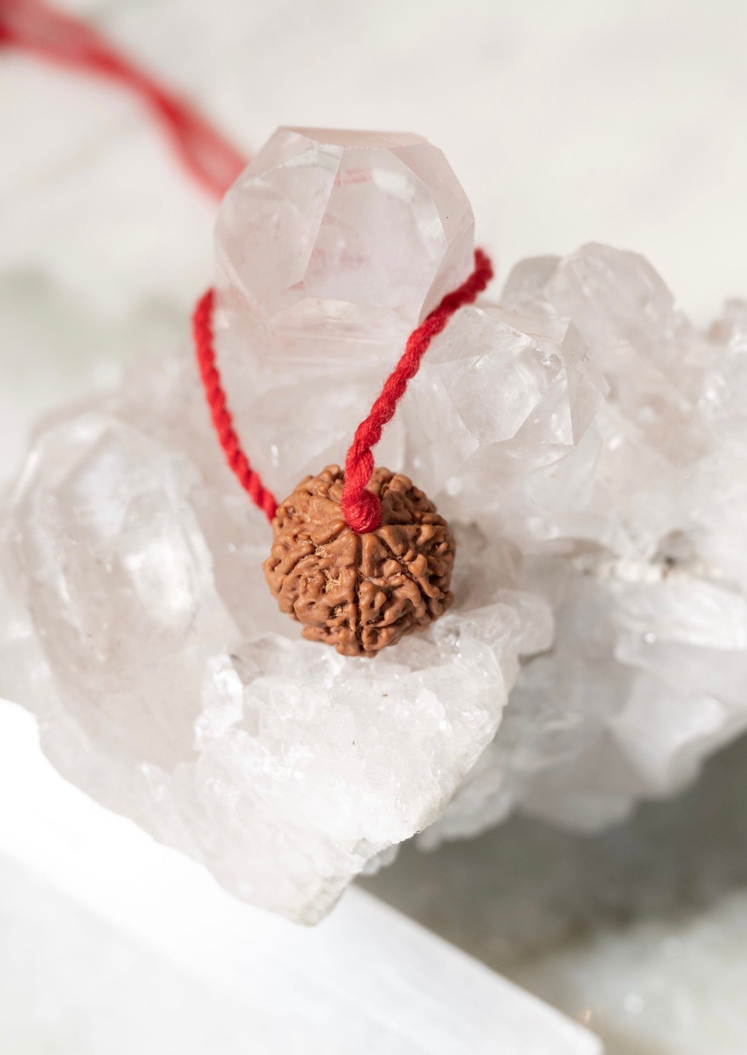 6 Mukhi Collectors Nepal Rudraksha | Represents Kartikeya Power & Success