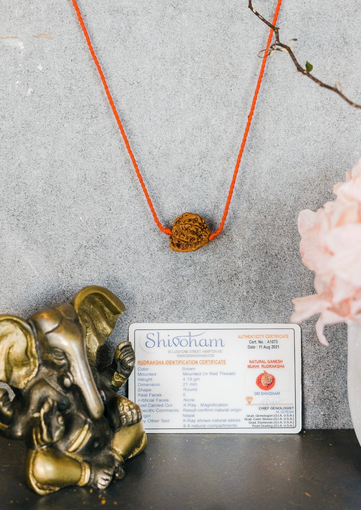 Ganesh Rudraksha | Removing Obstacles & Clearing the Life Path